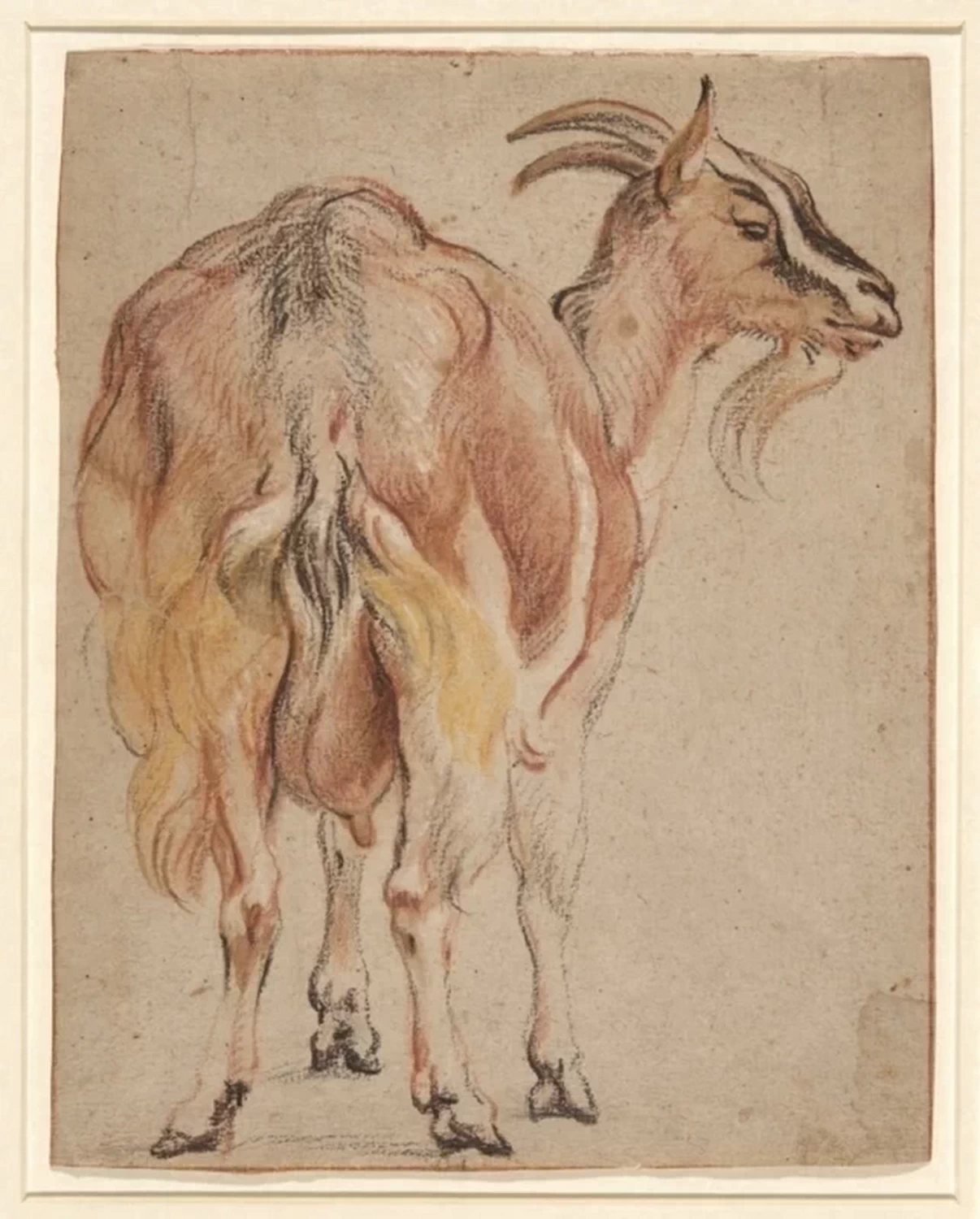 Disegno - Capra, Yale University Art Gallery